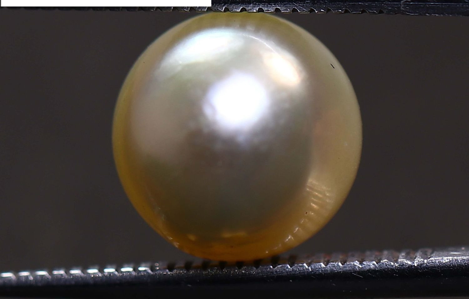 Australian Pearl